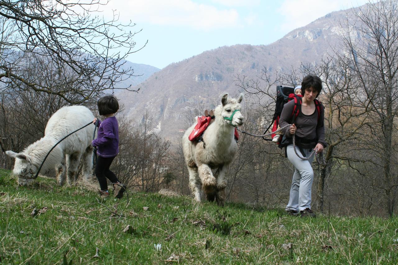 Il Capriolo Felice - Agriturismo Bed & Breakfast Lastebasse Eksteriør bilde